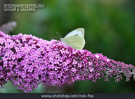 
                Schmetterling, Flieder, Kohlweißling                   