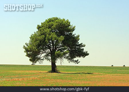 
                Tree, Pine Tree                   