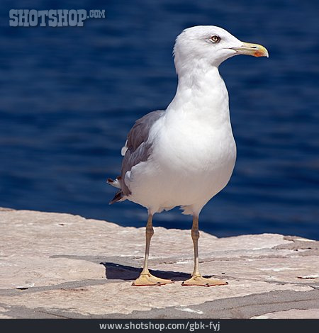 
                Seagull, Herring Gull                   