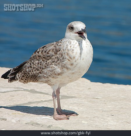 
                Seagull                   