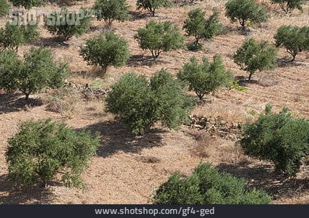 
                Plantage, Olivenbaumplantage                   