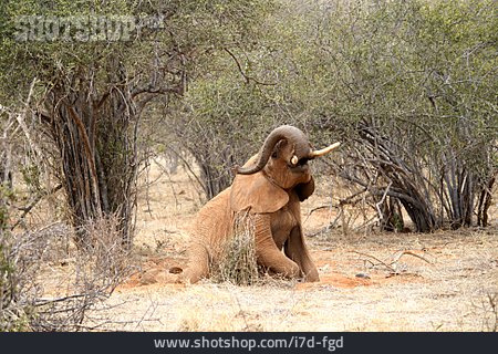 
                Elefant, Safari                   