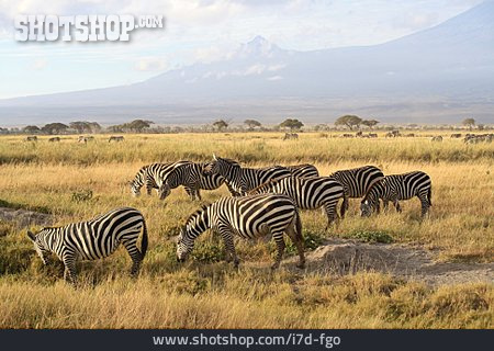
                Zebra, Zebraherde                   