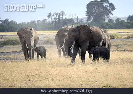 
                Tierfamilie, Elefant, Elefantenfamilie                   