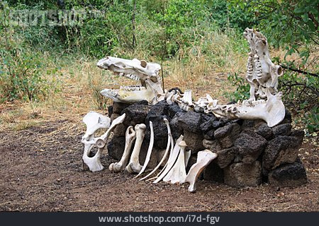 
                Totes Tier, Knochen, Tierskelett                   
