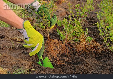 
                Gartenarbeit, Einpflanzen, Liguster                   