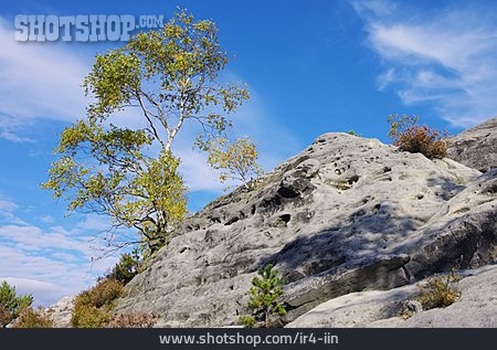 
                Birch Tree, Rock Formation                   