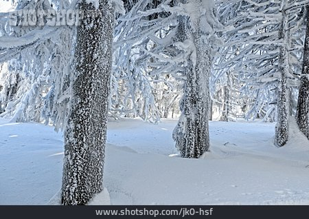 
                Wald, Winterlandschaft, Baumstämme                   
