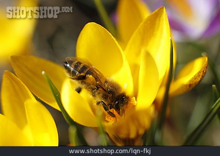 
                Biene, Nahrung & Nahrungsaufnahme, Krokus                   