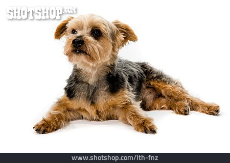 
                Rassehund, Yorkshire Terrier                   