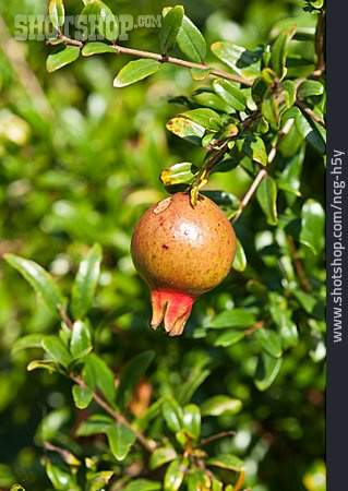 
                Granatapfel, Granatapfelbaum                   