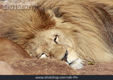 
                Schlafen, Löwe                   