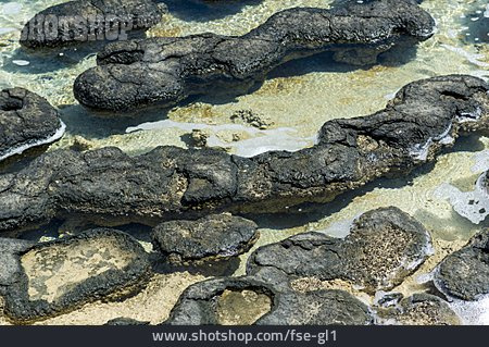 
                Stromatolith                   