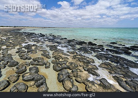 
                Stromatolith, Shark Bay                   