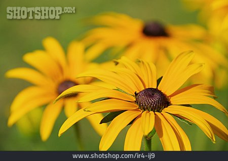 
                Blume, Sonnenhut, Blütenblatt                   