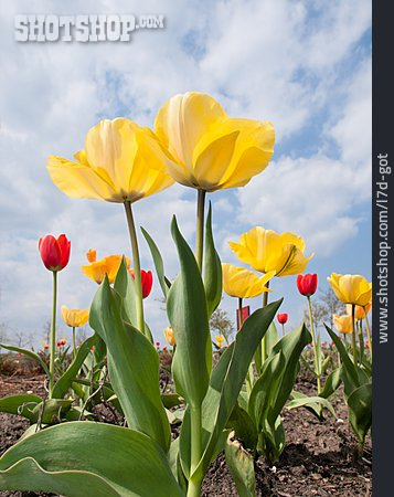 
                Tulpe, Frühling, Beet, Blumenbeet                   