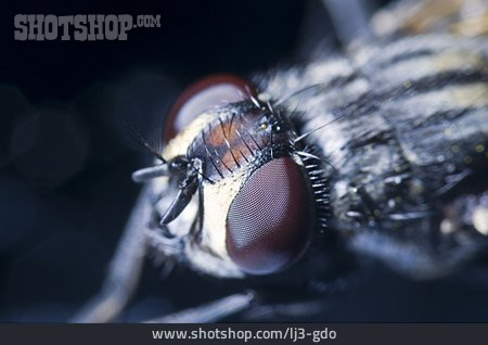 
                Insekt, Makro, Fliege, Facettenaugen                   
