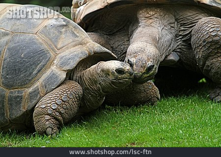 
                Tierpärchen, Schildkröte                   