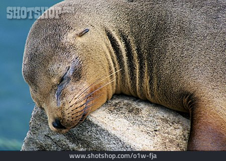 
                Robbe, Seelöwe, Galapagos                   