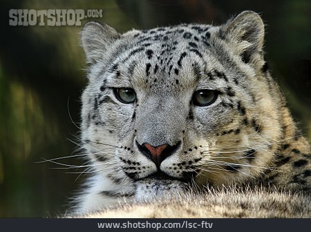 
                Leopard, Schneeleopard                   
