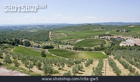 
                Weinanbaugebiet, Chianti                   