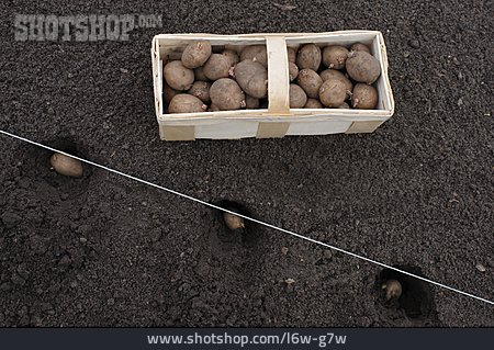 
                Kartoffel, Einpflanzen, Kartoffelacker                   