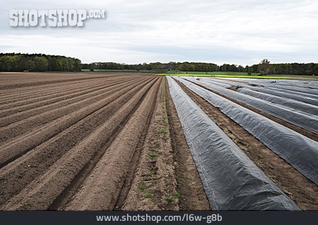 
                Kartoffelanbau, Kartoffelfeld, Spargelfeld, Spargelanbau                   