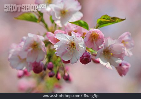 
                Kirschblüte, Kirschbaumblüte                   