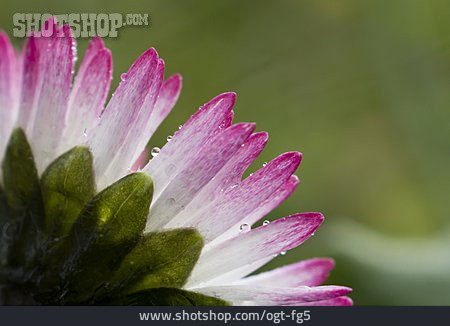 
                Gänseblümchen                   