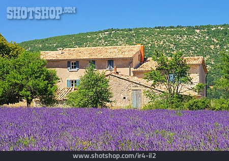 
                Haus, Lavendel, Provence                   