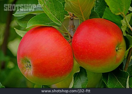 
                Apfel, Apfelbaum                   