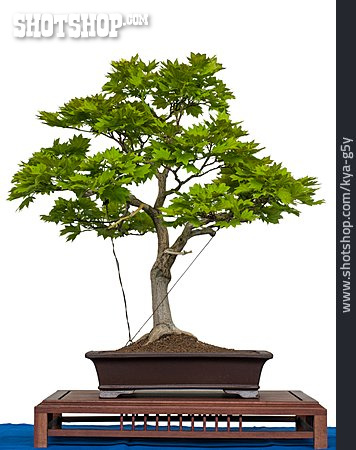
                Ahornbaum, Bonsaibaum                   