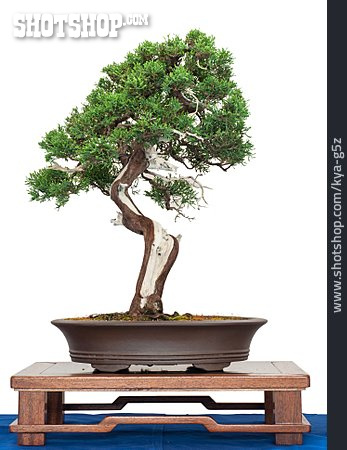 
                Bonsaibaum, Wacholderbaum, Chinesischer Wacholder                   