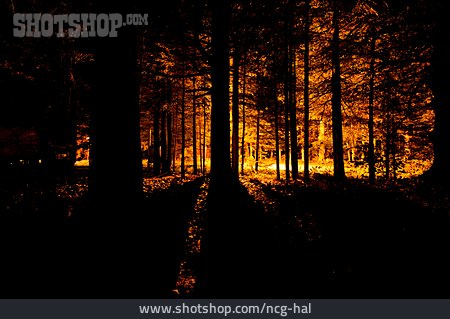 
                Wald, Silhouette                   