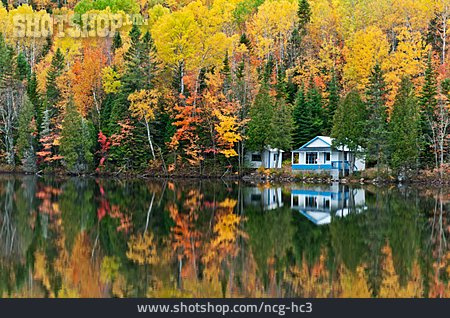
                Wald, Herbst, Blockhütte                   