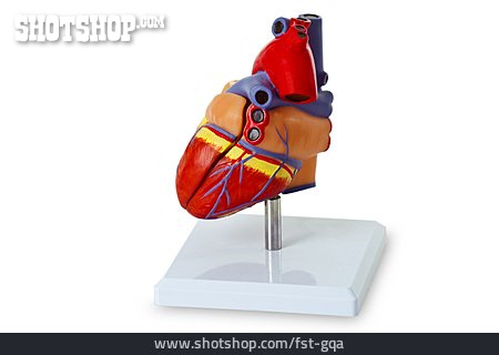
                Herz, Organ, Herzmuskel                   