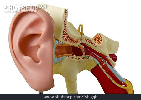 
                Ohr, Gehörgang, Ohrmuschel                   