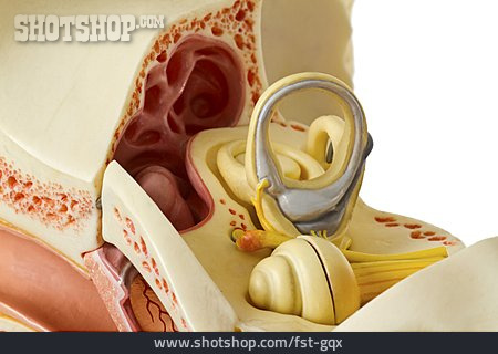 
                Innenohr, Gehörknöchelchen                   