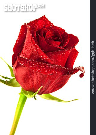 
                Rote Rose                   