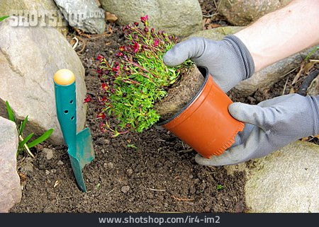 
                Gartenarbeit, Einpflanzen, Moossteinbrech                   