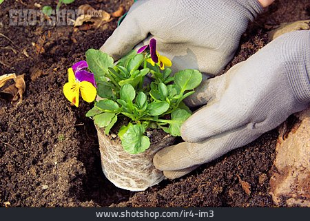 
                Stiefmütterchen, Gartenarbeit, Gärtner, Beet, Blumenbeet                   