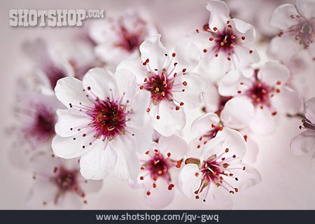 
                Kirschblüte, Blühen                   