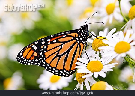 
                Schmetterling, Monarch, Monarchfalter                   