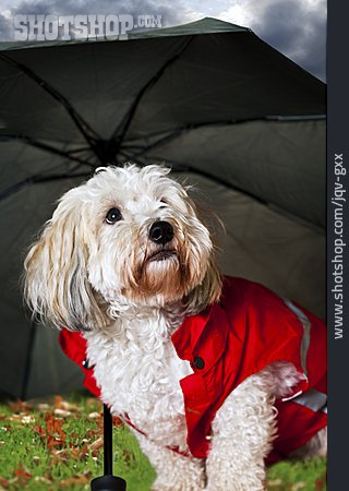 
                Hund, Regen, Regenschutz, Hundebekleidung                   