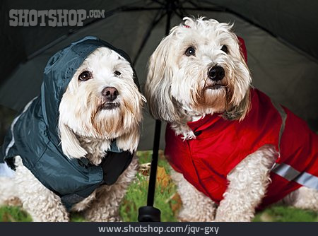 
                Hund, Wetter, Regenschutz, Hundebekleidung                   