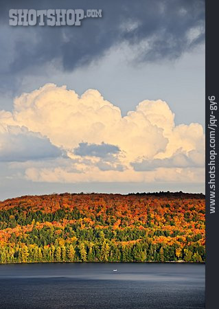 
                Wald, Herbst, Kanada, Algonquin Provincial Park                   