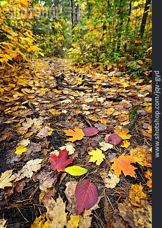 
                Herbst, Waldweg, Herbstlaub, Waldboden                   