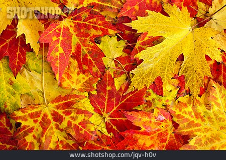 
                Herbst, Blatt, Herbstlaub, Ahornblatt                   