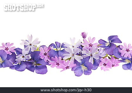 
                Blumen, Blüte, Veilchen                   