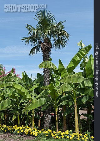 
                Palme, Gartenanlage, Bananenstaude, Ziergarten                   